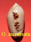 Oliva incrassata, Lightfoot 1786